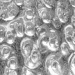 Medousê - стекло неровное прозрачное